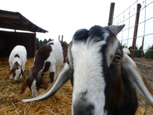 Goats and Dave's Christmas Trees